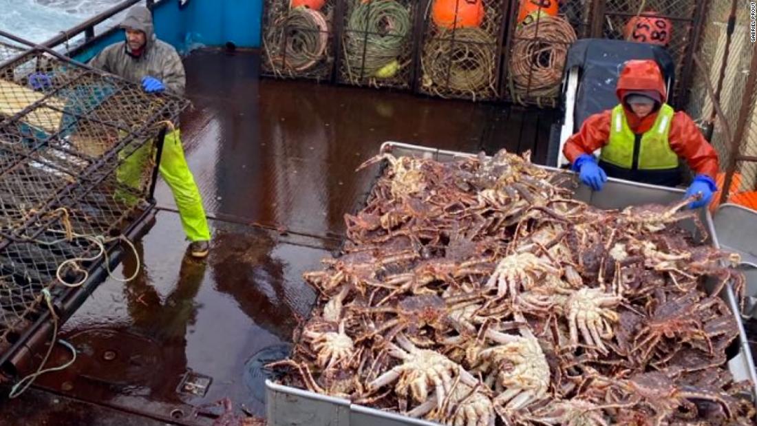 Alaska: Billions of snow crabs have disappeared from the waters of the  Bering Sea