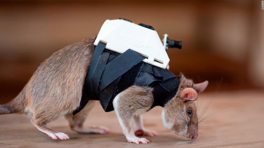 For training purposes, the rats are using a simple pull-switch on a vest, but in collaboration with the Eindhoven University of Technology, APOPO is developing a 3D-printed backpack for the project. They plan to include a video camera, two-way microphone, and location transmitter, so that if the rats enter the field, search and rescue teams will be able to find and communicate with victims. 