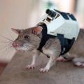 06 search and rescue rats apopo