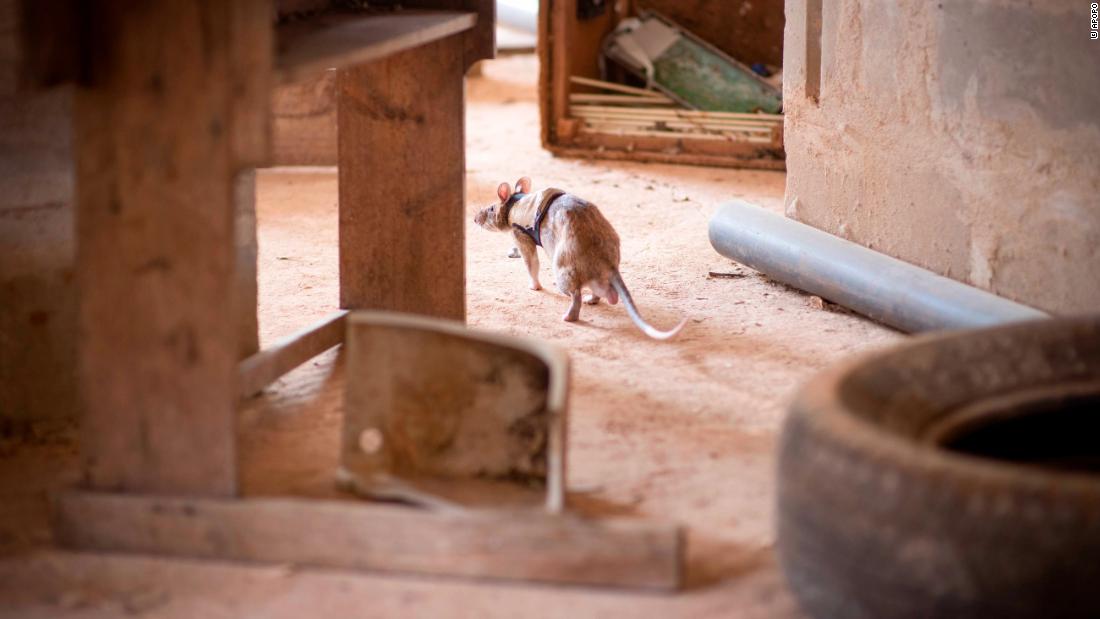 The rats must navigate debris and rubble to find their target. Kean says the animals are naturally curious and adventurous, and that the training is similar to the kind of playtime they enjoy. 