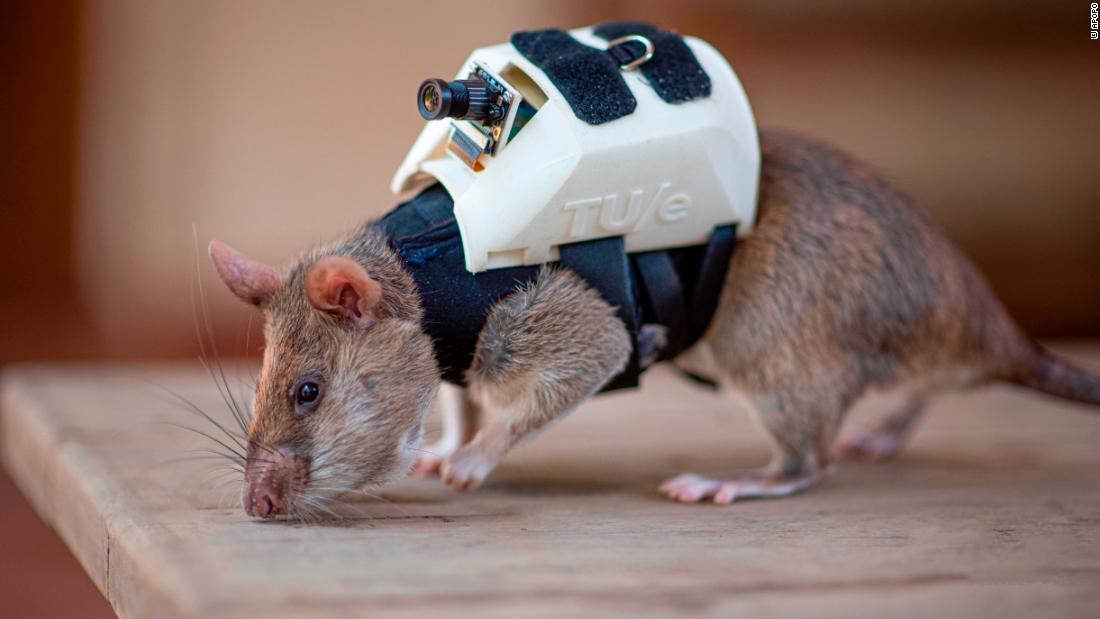 Seven rats are currently being trained for search and rescue at APOPO&#39;s base in Tanzania. APOPO uses African Giant Pouched Rats, which have a longer lifespan in captivity of around eight years, compared to the four years of the common brown rat. 