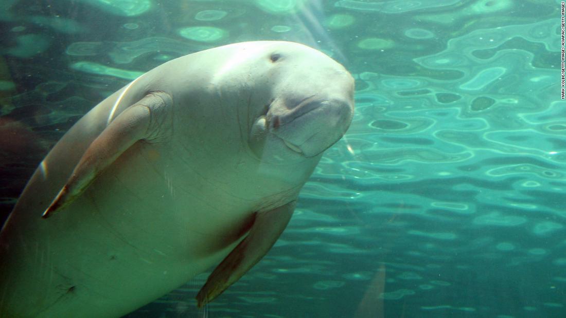 Abu Dhabi's dugongs: The ocean's skittish grazers that inspired tales of mermaids