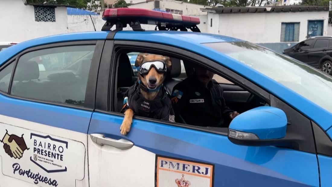 Watch: This police dog has become an internet sensation in Brazil – CNN Video