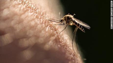Here&#39;s why mosquitoes are attracted to some people more than others