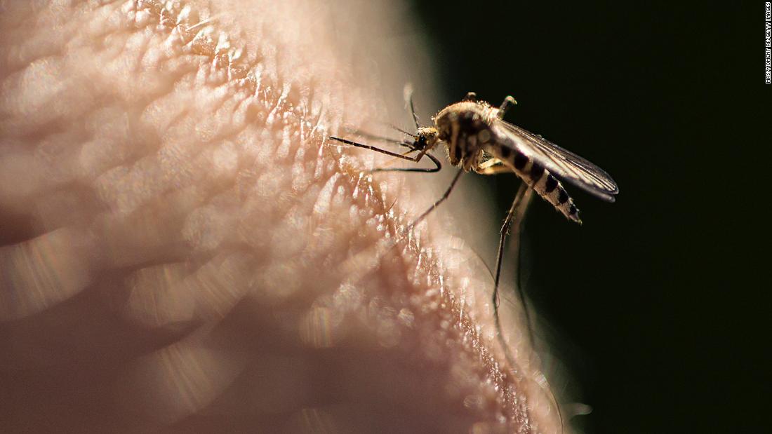 Here's why mosquitoes are attracted to some people more than others
