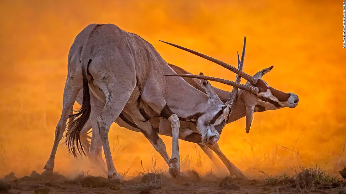 Award Winning Photographs Highlight Wildlife Conservation In Africa Style 7318