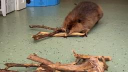 221025094547 nibi rescue beaver doorway dam 2 hp video This adorable beaver video will make you say 'dam!'