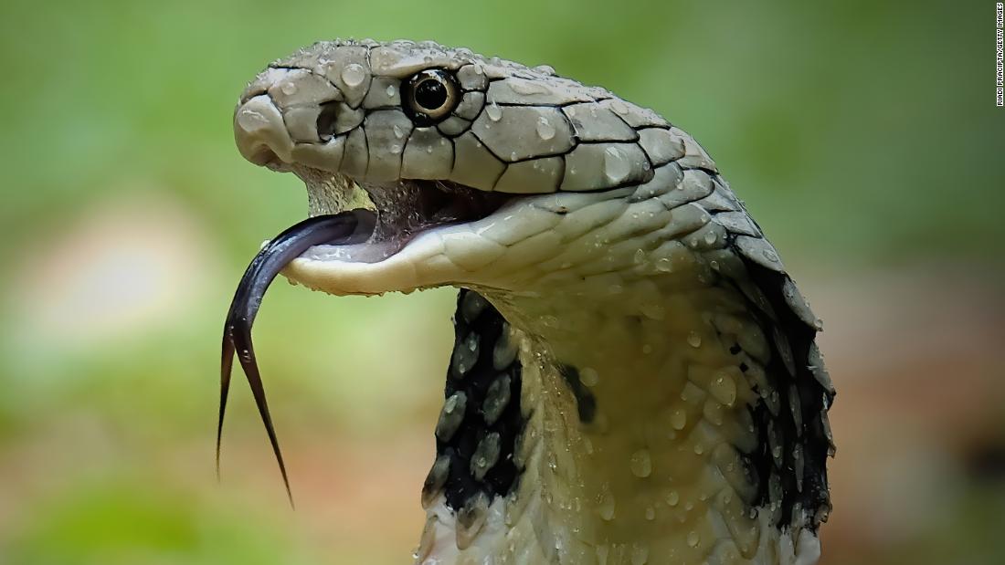 How to survive a cobra bite — or better yet, avoid one entirely