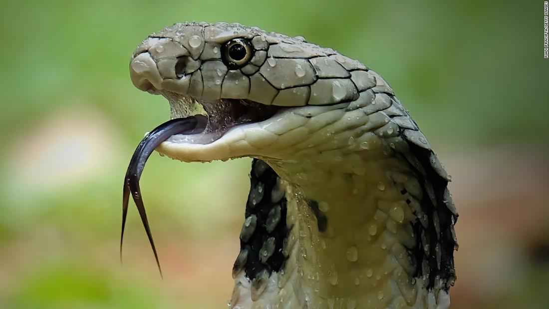 how-to-survive-a-cobra-bite-or-better-yet-avoid-one-entirely
