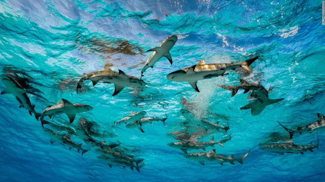 As a top predator, sharks keep our ocean&#39;s fish populations healthy, help disperse nutrients throughout the water column, and contribute to the health of coastal and even deep-sea habitats. 