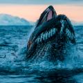 sealegacy nicklen opinion humpback whale 