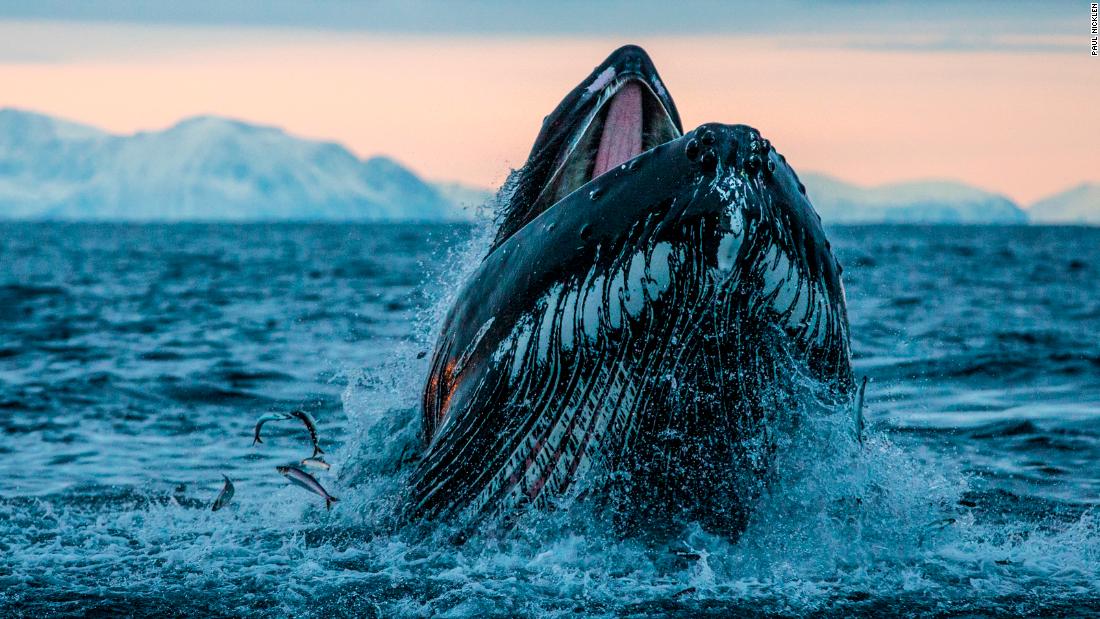 Research has shown that the oceans hold 16 times more carbon than the terrestrial biosphere, and that protecting the seas can be an effective way to combat climate change. Pictured, a humpback whale lunges for herring out of the cold waters of Lofoten, in Norway&#39;s northern fjords. &lt;strong&gt;Scroll through the gallery for more images of the ocean&#39;s extraordinary biodiversity.&lt;/strong&gt; 