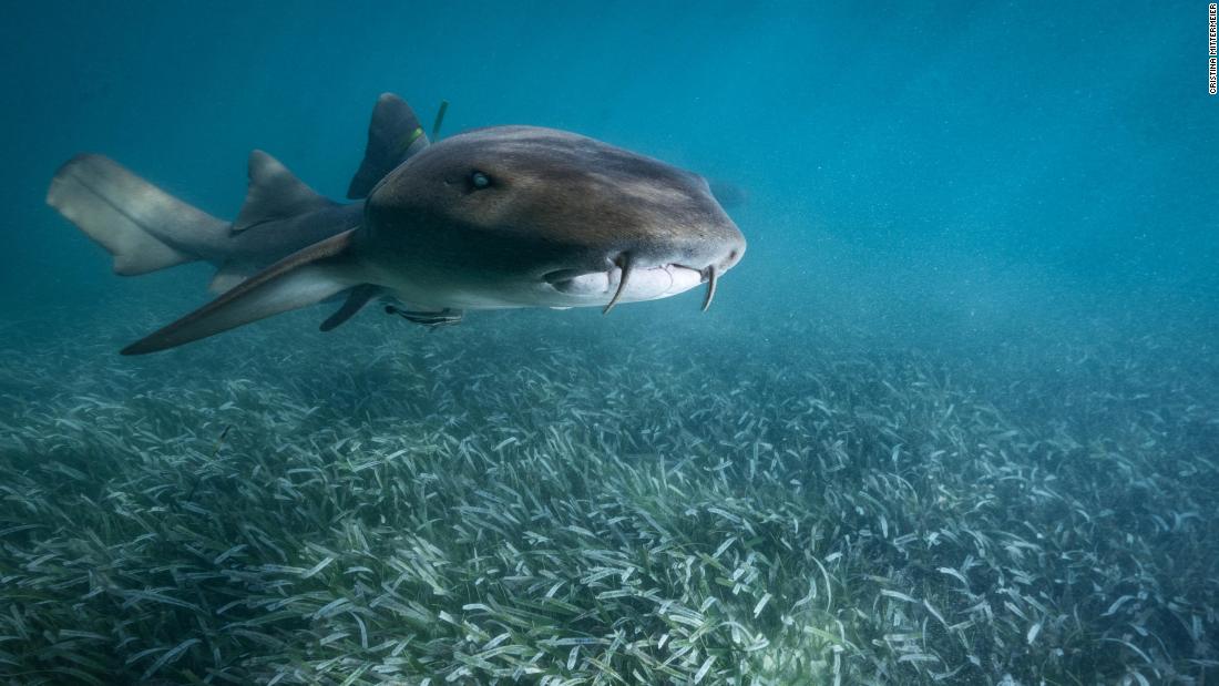 A tiger shark patrols a seagrass meadow off the Bahamas. Seagrass beds support a vibrant community of underwater creatures, as well as acting as powerful carbon sinks, stabilizing the ocean floor against erosion, and filtering out toxins from pollution. They are also a critical indicator of ocean health and highly sensitive to changes in water quality.  