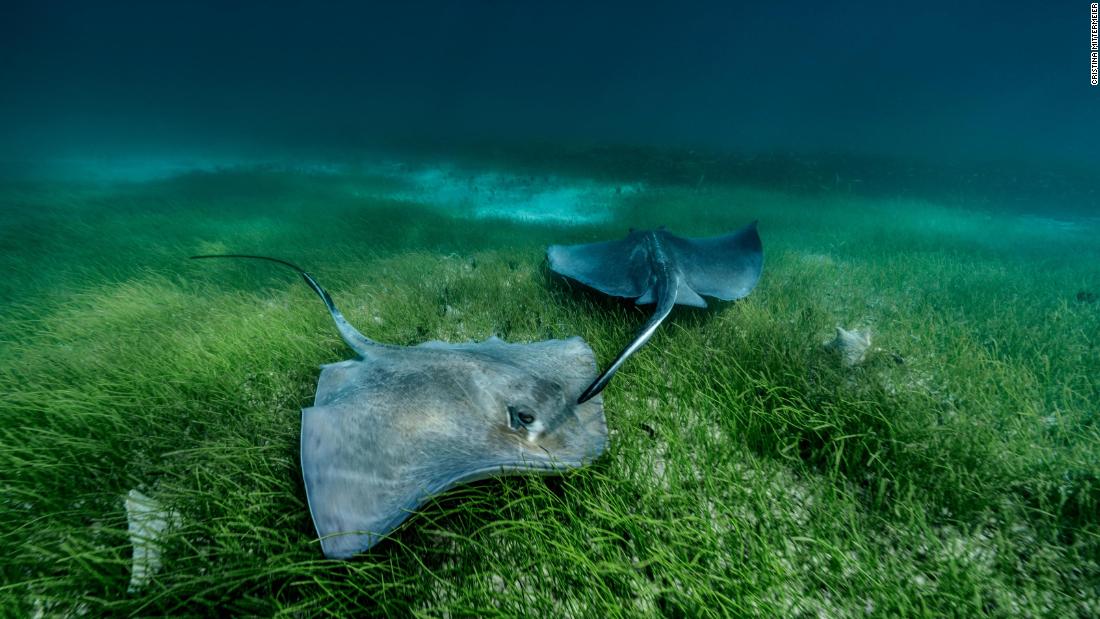 A pair of southern stingrays follow each other over The Grand Bahamas sea meadow. The roots of seagrass protect eroding coasts and their dense vegetation protects coastal communities from storms, as well as storing massive amounts of carbon.  
