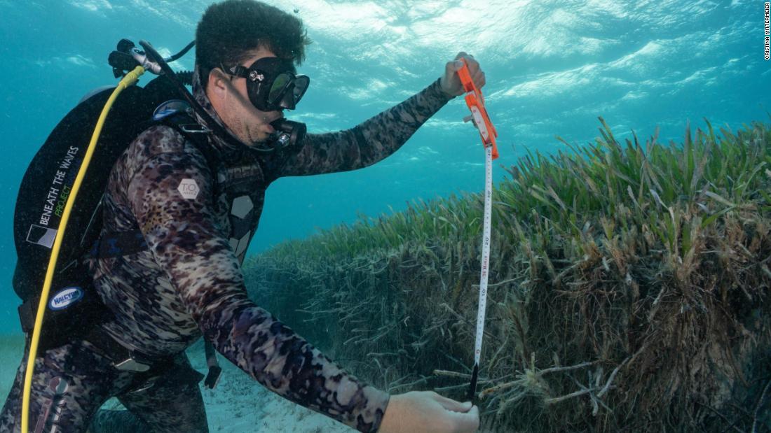 Dr Austin Gallagher from conservation non-profit Beneath the Waves is pictured taking data from a section of a newly discovered 93,000 square kilometer seagrass meadow, off the Bahamas. 