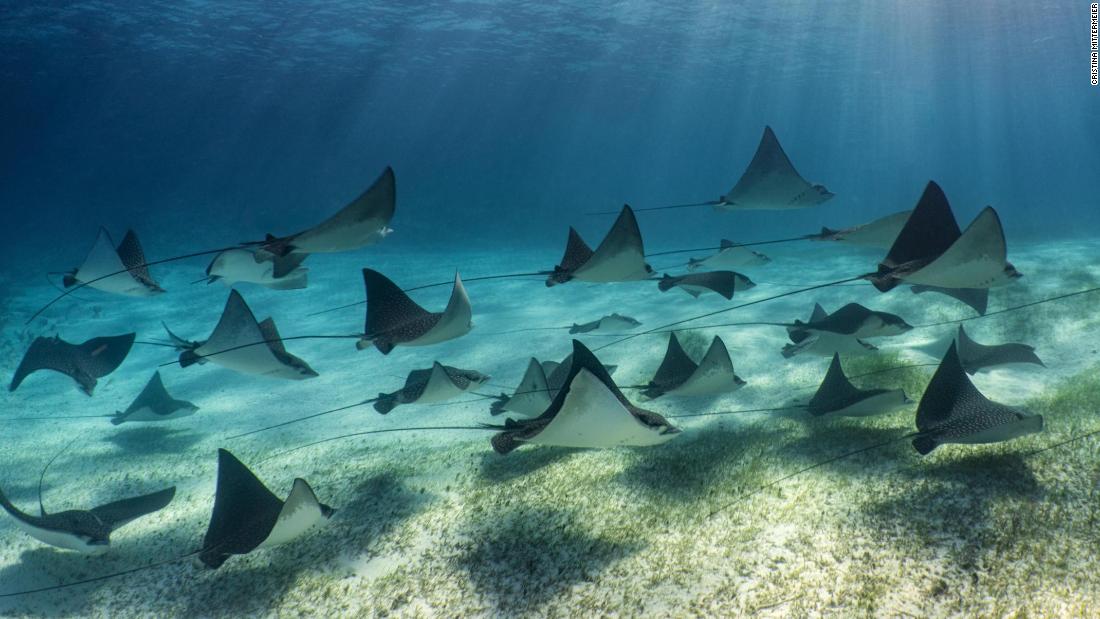 The coastal habitats of the Bahamas support a vibrant community of underwater creatures including eagle rays, dolphins, and many species of fish. 