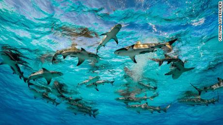 As a top predator, sharks keep fish populations healthy.
