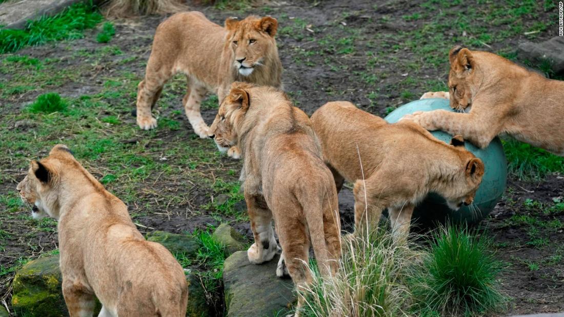 Lions slip loose from Sydney zoo enclosure