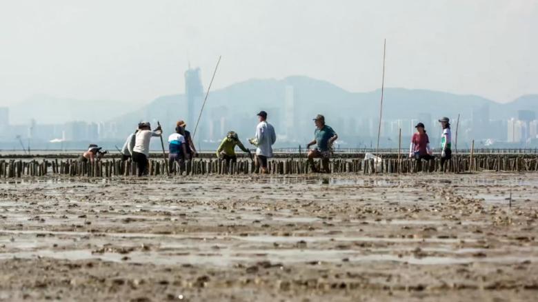 Restoring Hong Kong's oyster reefs 