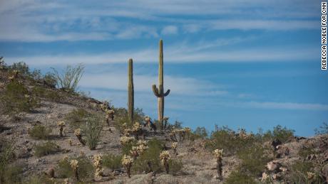 Cacti dot the hillsides outside of Salome, Ariz. on Wednesday, Oct. 26, 2022.