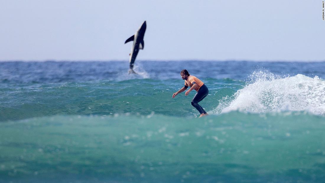 A great white shark photobombed a photographer’s snap of a surfer