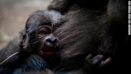 Western lowland gorilla born at Fort Worth Zoo