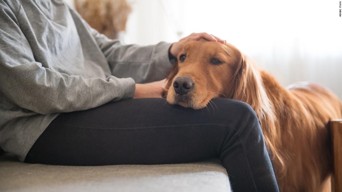 When grieving, you may need 3 things only your dog can likely provide