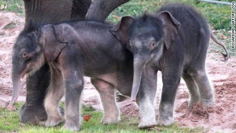 &#39;Miracle&#39; elephant twins born at Rosamond Gifford Zoo