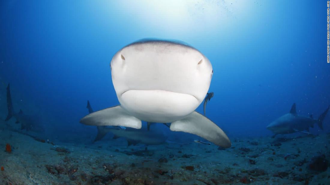 Swimming with bull sharks: Cuba's underwater tourism bet
