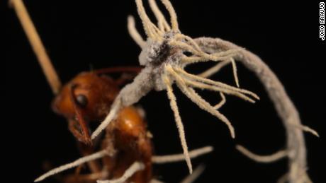 Mystery parasites on zombie ant fungus identified by scientists