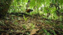 221118144134 black naped pheasant pigeon hp video Long-lost pigeon species 'rediscovered' in Papua New Guinea