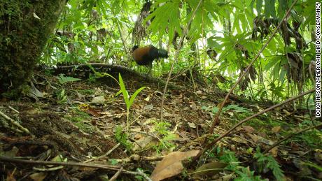 This bird hadn&#39;t been documented by scientists since 1882. Then they captured video of it in Papua New Guinea