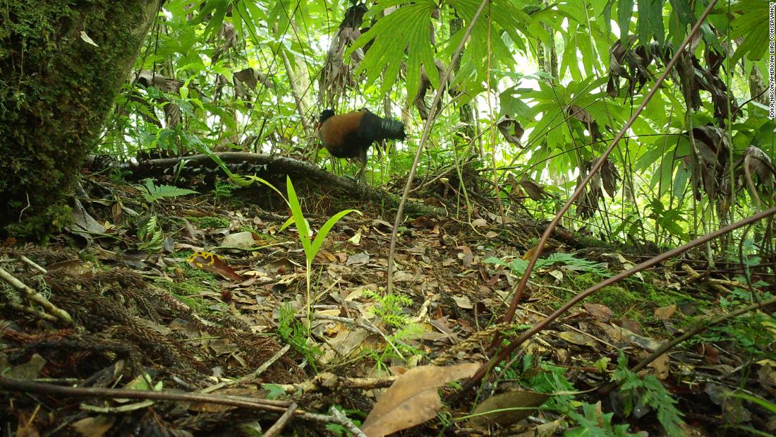 This bird hadn't been seen since 1882. Then scientists captured video of it in Papua New Guinea