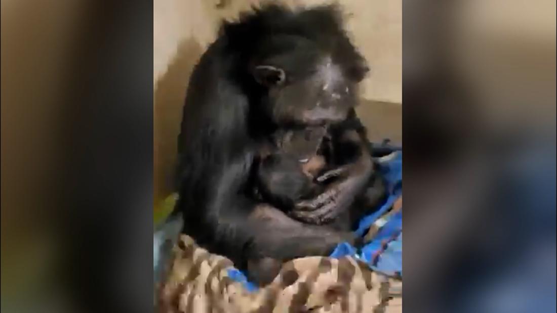 Chimpanzee cheer: Video of reunion between endangered mother and baby goes viral