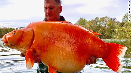 Angler Andy Hackett is celebrating after catching one of the world&#39;s biggest goldfish. The gigantic orange specimen, aptly nicknamed The Carrot, weighed a whopping 67lbs 4ozs.

