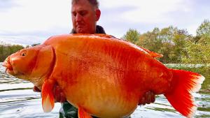 BNPS.co.uk (01202) 558833.
Pic: JasonCowler/BNPS


Imagine the size of the bag needed to take this goldfish home from the fairground.

Angler Andy Hackett is celebrating after catching one of the world&#39;s biggest goldfish.

The gigantic orange specimen, aptly nicknamed The Carrot, weighed a whopping 67lbs 4ozs.

The fish is a hybrid species of a leather carp and a koi carp, which are traditionally orange.