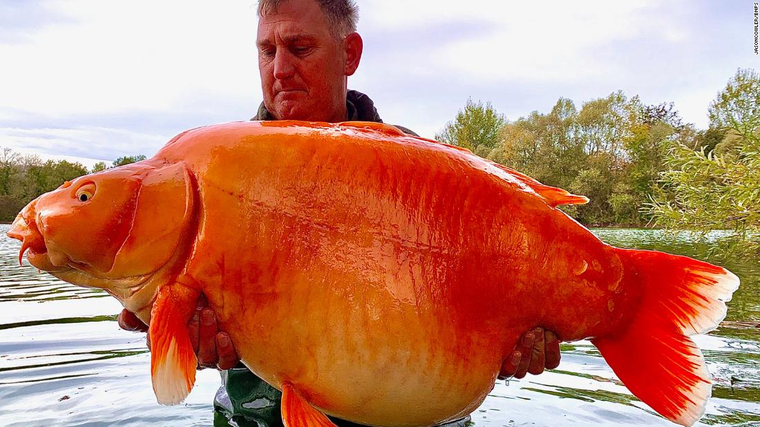 Le poisson rouge géant de 67 livres a été capturé dans un lac en France