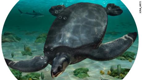 The bone fragments of a new giant turtle species have scientists estimating a 3.7-meter-long body (12.1 feet), larger than the size of a car. 