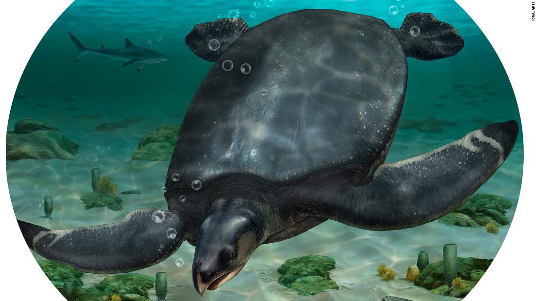 Prehistoric giant sea turtle newly discovered in Europe