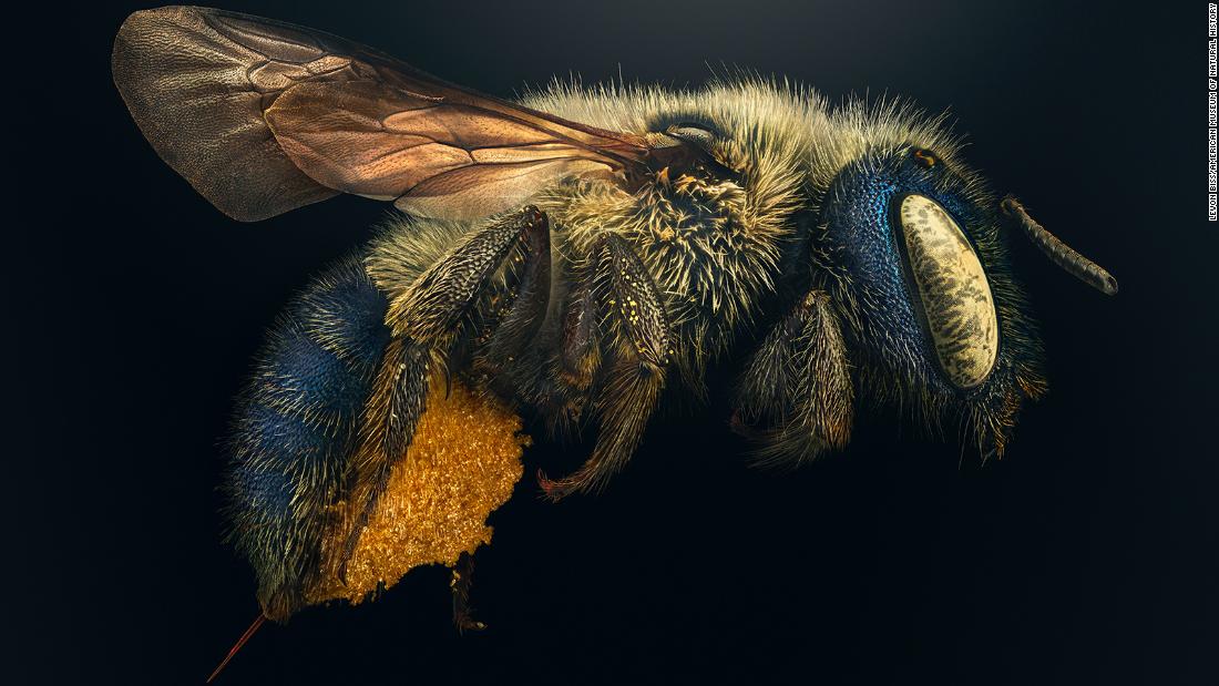 Extraordinary close-up images show insects as you’ve never seen them before