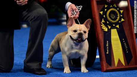 Perry Payson wins the National Dog Show with 3-year-old Winston, a French Bulldog.