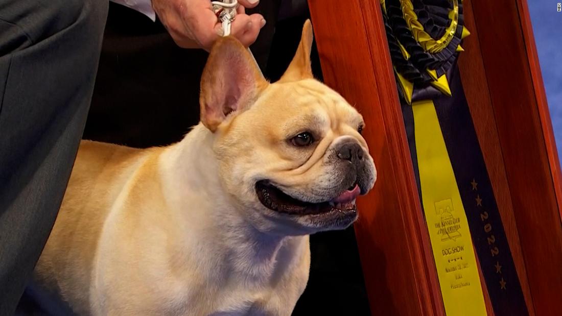 French Bulldog Winston wins top prize at National Dog Show – CNN Video