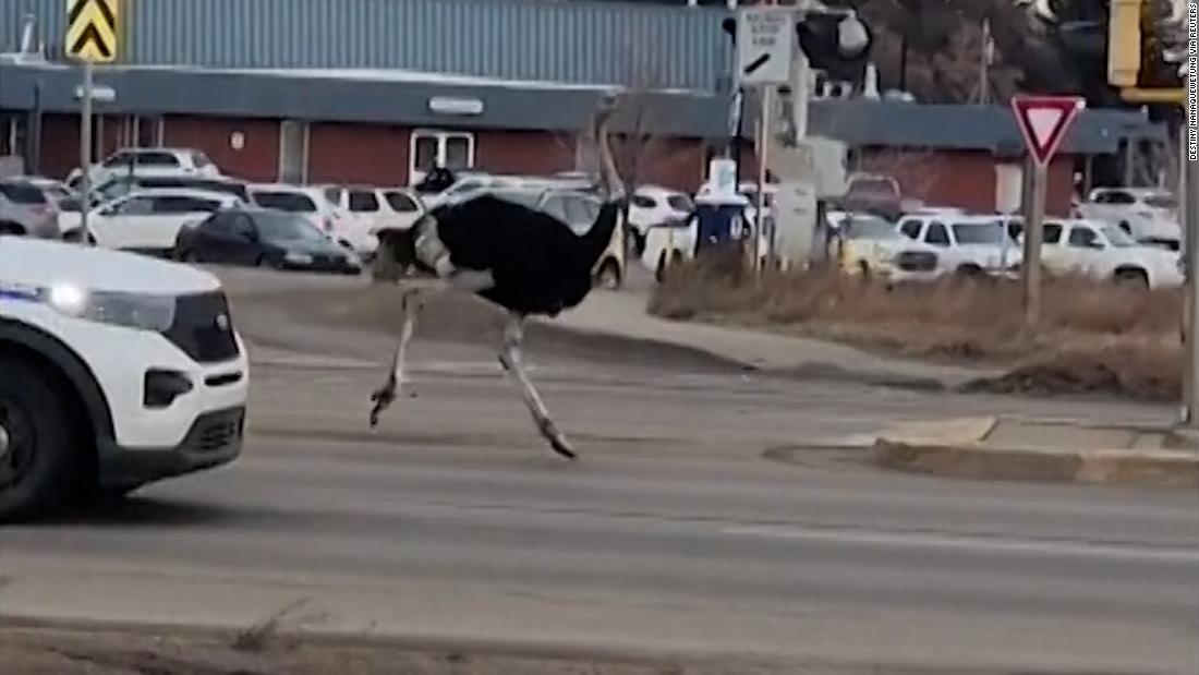 See police try to wrangle runaway ostriches in Alberta – CNN Video