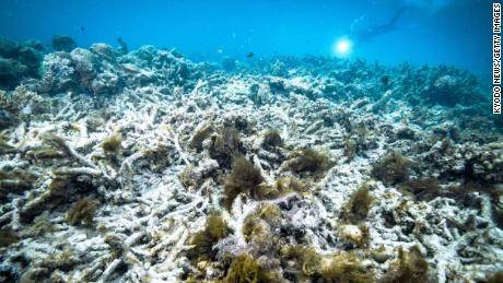 Scientists say the Great Barrier Reef is facing major threats due to the climate crisis and that action to save it needs to be taken with &quot;with upmost urgency.&quot;