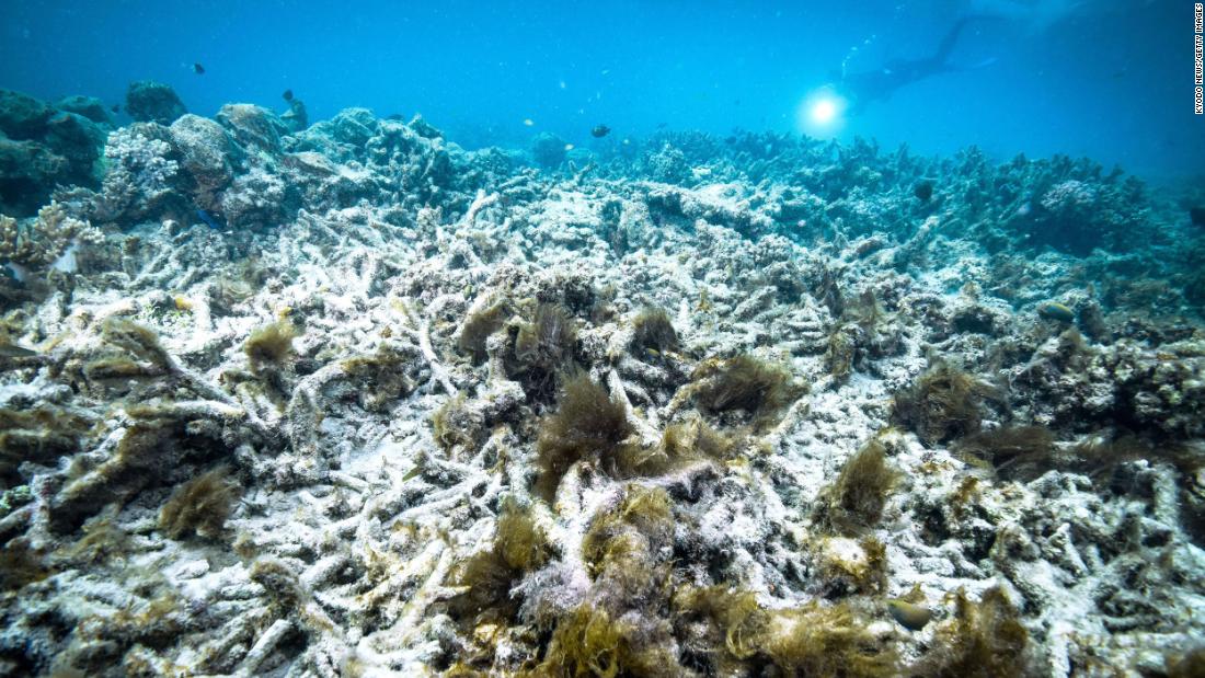 Great Barrier Reef should be placed on the 'in danger' list, UN-backed report shows