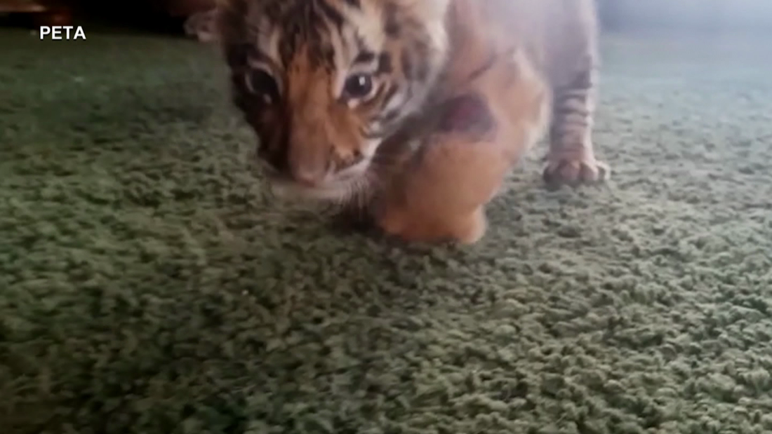 Expert explains the devastating impacts of buying tigers pups – CNN Video