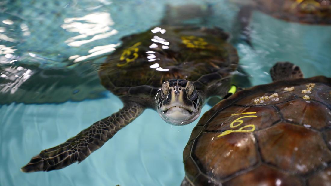 Sea turtles rescued and rehabilitated after being stunned by cold water