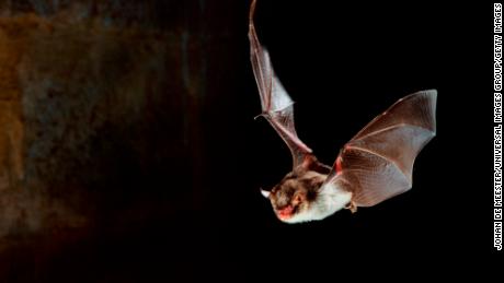 A Daubenton&#39;s bat (Myotis daubentonii) in flight and hunting at night.
