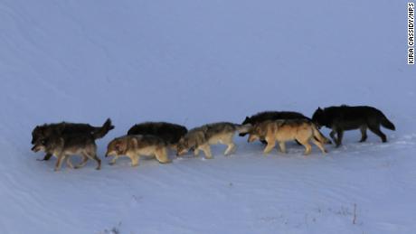 'Controle da mente'  por parasitas influencia a dinâmica da matilha de lobos no Parque Nacional de Yellowstone