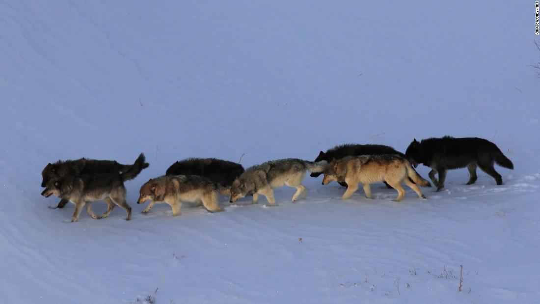 'Mind control' by parasites influences wolf-pack dynamics in Yellowstone National Park